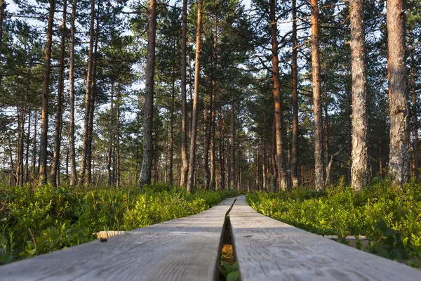 Fa sétány-erdő — Stock Fotó