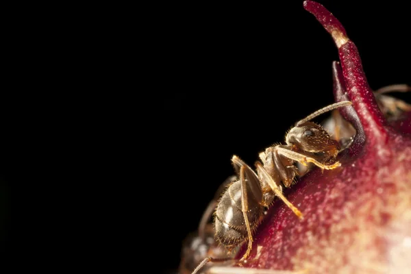 Faraó formiga em peônia — Fotografia de Stock