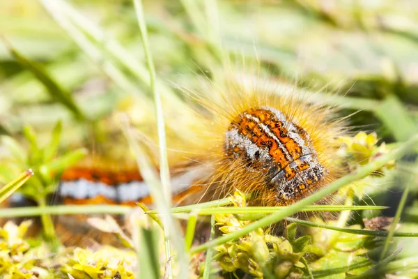 Hairy orange larva on grass — Stock Photo, Image