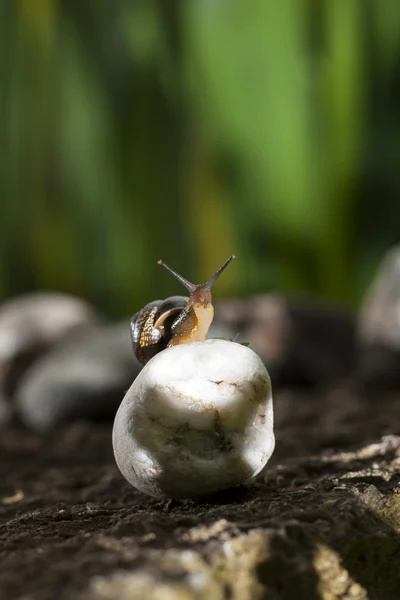 Slak op witte rots — Stockfoto