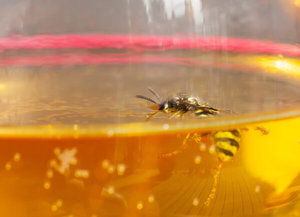 Drown bee or wasp in a wine