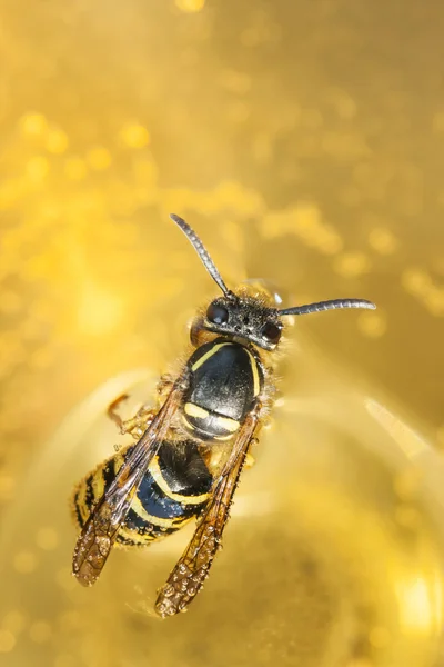 Biene oder Wespe im Wein ertränken — Stockfoto