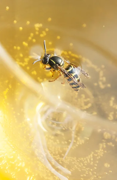 Verdrinken bee of wasp in een wijn — Stockfoto