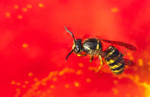 Ahoga abeja o avispa en un vino —  Fotos de Stock