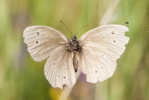 White butterfly stacked in spider web — Stock Photo, Image