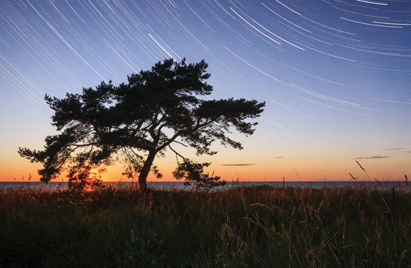 Árvore única ao pôr do sol — Fotografia de Stock