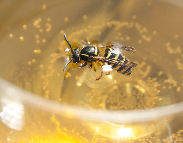 Druknet bie eller veps i vin – stockfoto