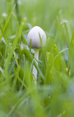 otların içinde küçük beyaz olmayan yenilebilir mantar