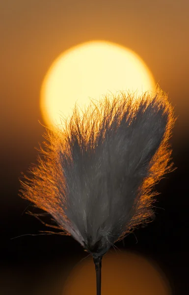 Tuft d'une plante devant le soleil — Photo
