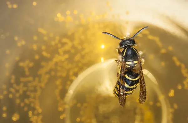Утонувшая пчела или оса в вине — стоковое фото