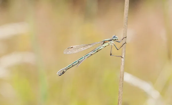 Dragonfly or damselfly on a plant — Stock Photo, Image