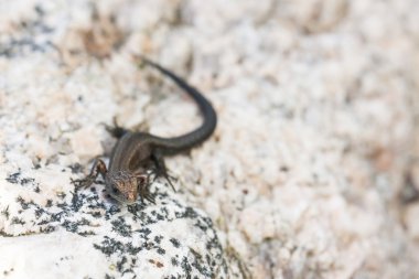 beyaz taş üzerinde küçük kertenkele