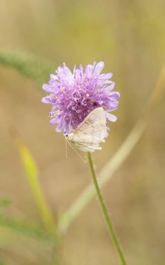 Beyaz kelebek mor çiçek