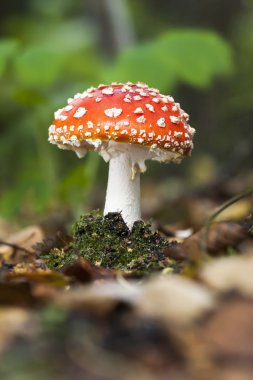 küçük flyagaric