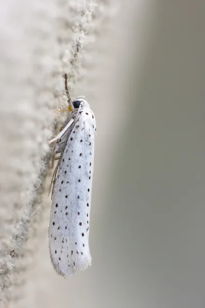 Weißes Insekt mit blauen Punkten auf Flügeln — Stockfoto