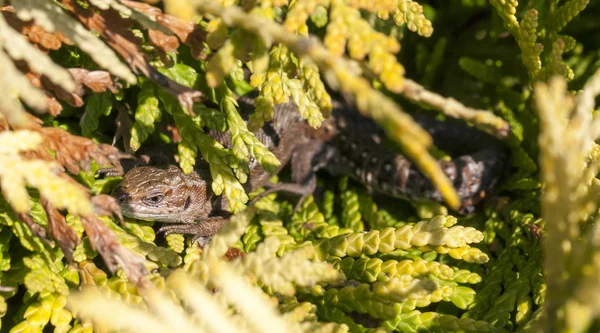 Lagarto marrón entre ramas de thuja — Foto de Stock