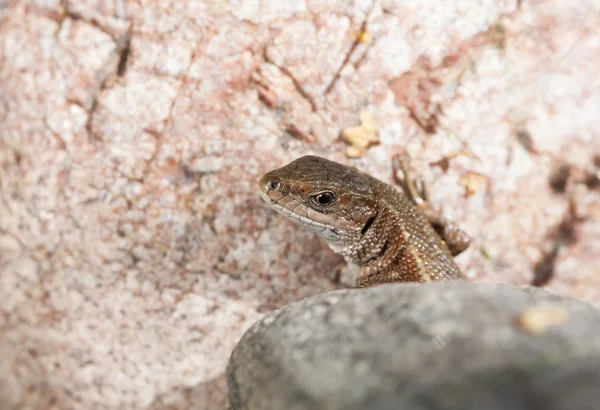 Lézard brun sur les rochers — Photo