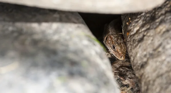 Lagarto marrón sobre rocas — Foto de Stock