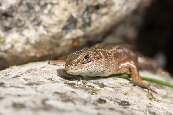 Lézard brun sur les rochers — Photo