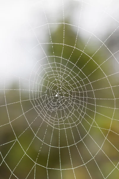 Mokre pajęczyna — Zdjęcie stockowe