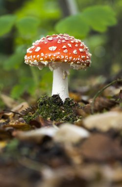 küçük flyagaric