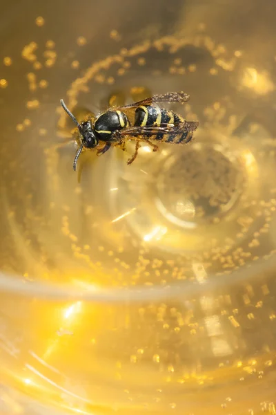 꿀벌 또는 말 벌 와인에 빠져 — 스톡 사진