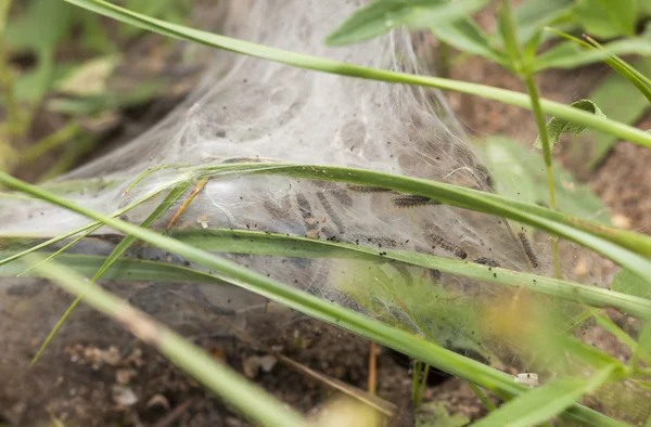 Nest of larvas in the grass — Stock Photo, Image