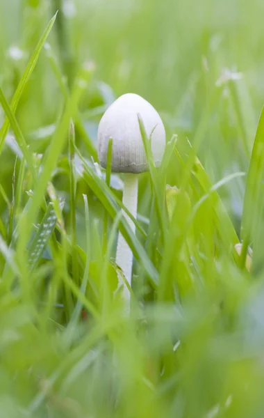 Small white non eatable mushroom in grass — Stock Photo, Image