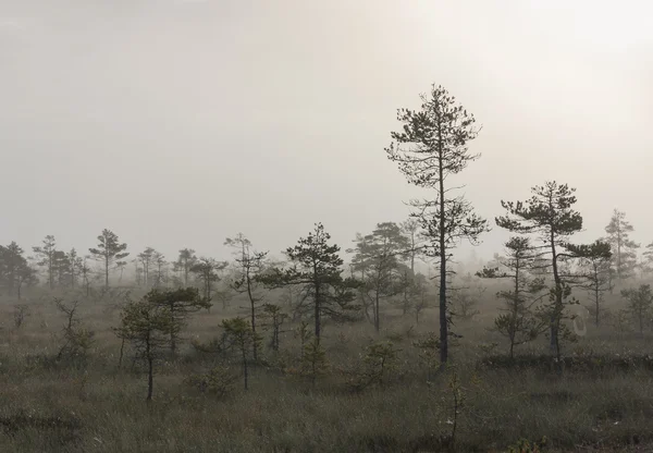 松の木と霧の沼 — ストック写真