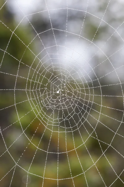 Wet spiderweb — Stock Photo, Image