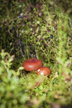 küçük kahverengi mantar