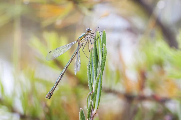 Драконяча муха або сама дівчина на рослині — стокове фото