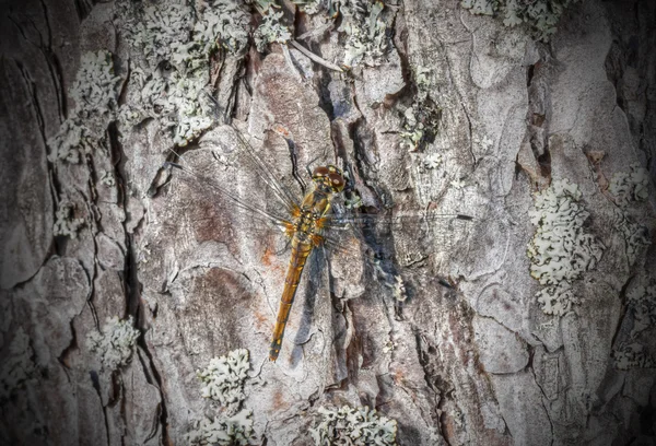 Libélula no parque da árvore — Fotografia de Stock