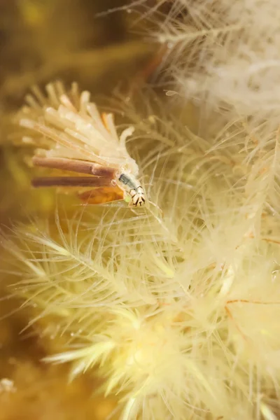 Caddisfly larvae — Stock Photo, Image