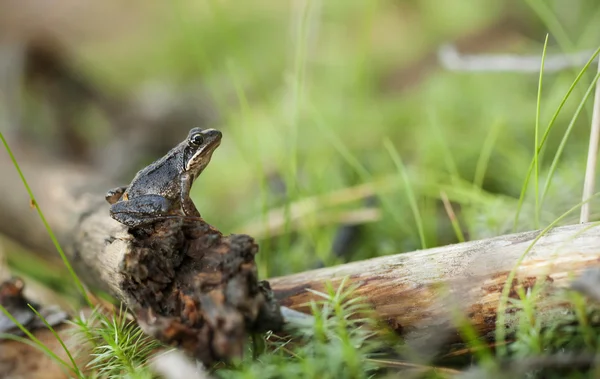 Bir kurbağa closeup ağaç dalı oturmak — Stok fotoğraf