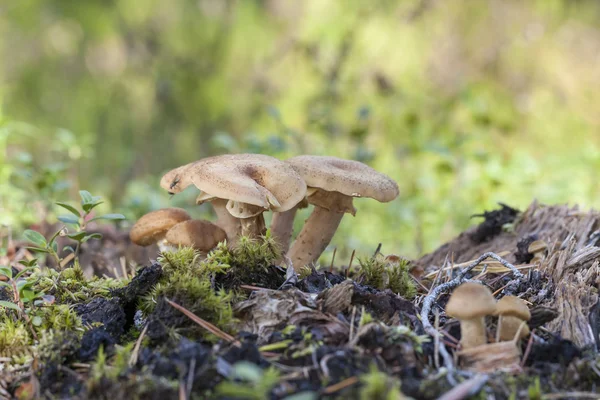 Fenugreek milkcap mushrooms — Stock Photo, Image