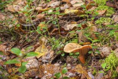 yanlış safran süt-cap mantar