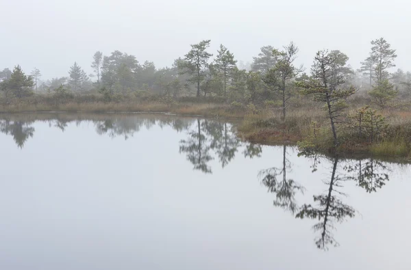 Misty paisagem pântano — Fotografia de Stock