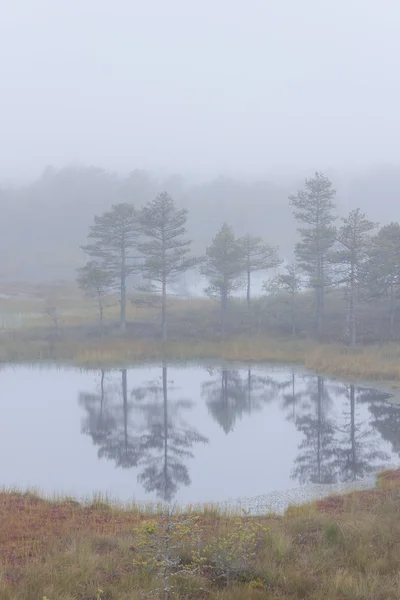 霧深い湿原風景 — ストック写真