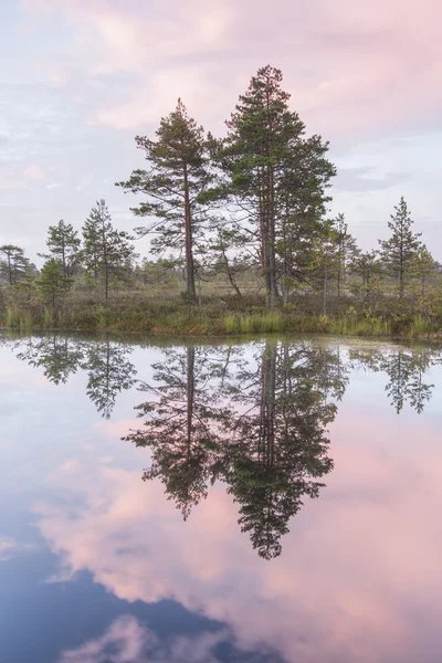 Alberi di pino in palude all'alba — Foto Stock