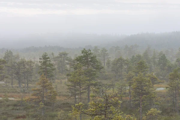 Туманный лес в болоте — стоковое фото