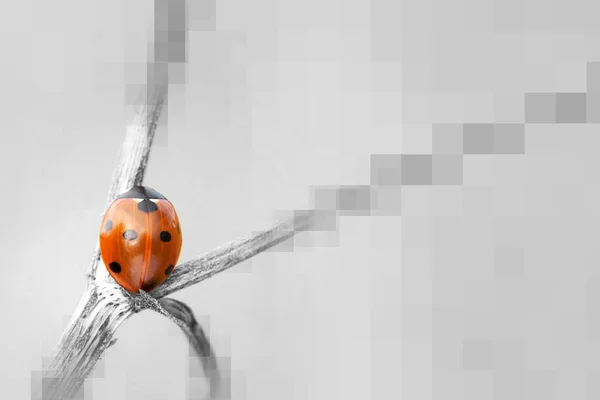 Uğur böceği arka plan — Stok fotoğraf