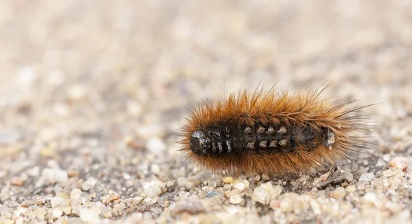 Pequena larva laranja no chão — Fotografia de Stock