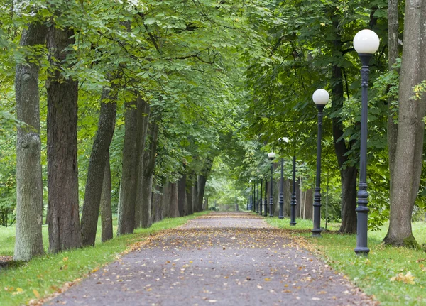 Groene avenue — Stockfoto