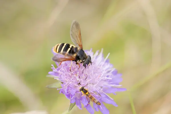 Kleine Wespe auf violette Blume — Stockfoto