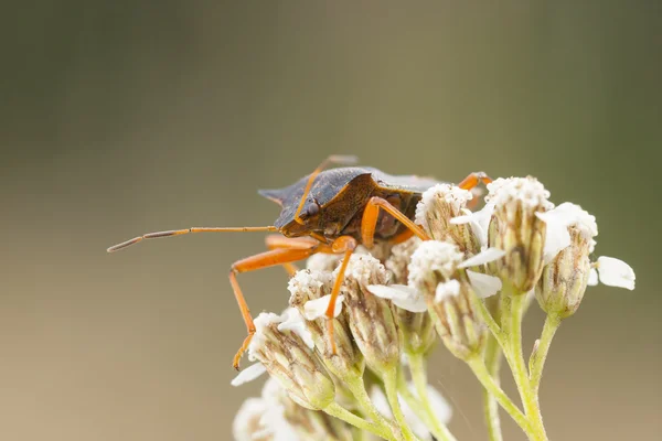 Naranja hedor insecto en una planta — Foto de Stock