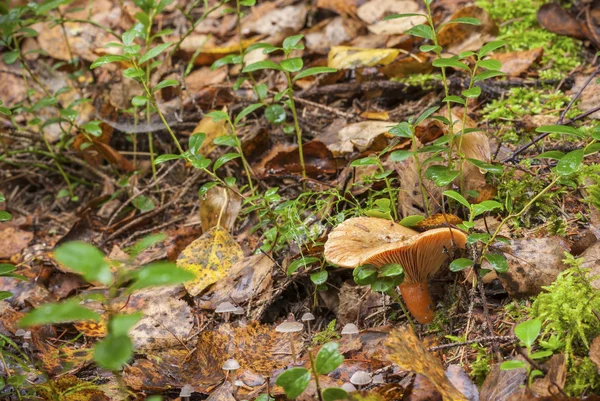 False saffron milk-cap mushroom — Stock Photo, Image