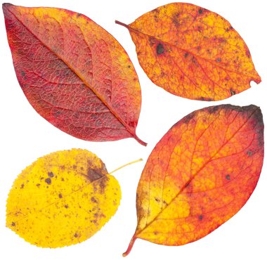 Renkli sonbahar yaprakları