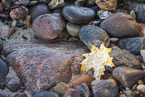 Snowy leaf on rock — Stock Photo, Image