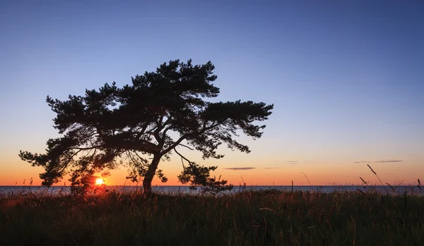 Árvore única ao pôr do sol — Fotografia de Stock